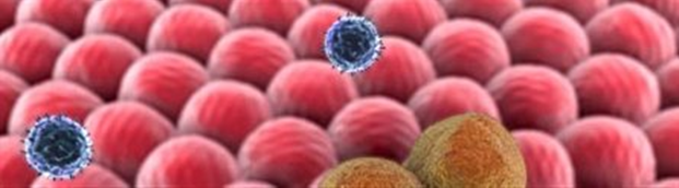 PLoS ONE：新型藥物篩選系統(tǒng)可加速腦癌藥物開發(fā)