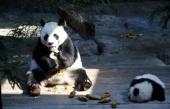 中國將首次立法認可動物福利