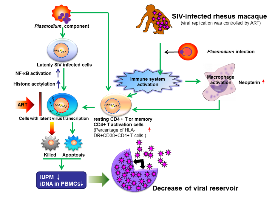 瘧原蟲感染降低SIV病毒儲(chǔ)存庫的機(jī)理