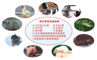 神奇的實(shí)驗(yàn)動(dòng)物及其應(yīng)用