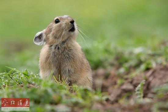 高原鼠兔