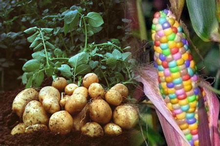 動(dòng)物實(shí)驗(yàn)可推算轉(zhuǎn)基因食品安全問(wèn)題