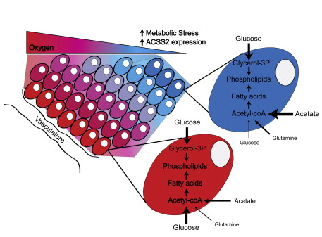 Cancer Cell:乙酰輔酶A合成酶2維持腫瘤細胞存活新機制