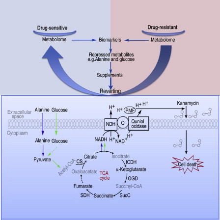 中山大學(xué)生科院彭宣憲教授攻克耐藥菌難題