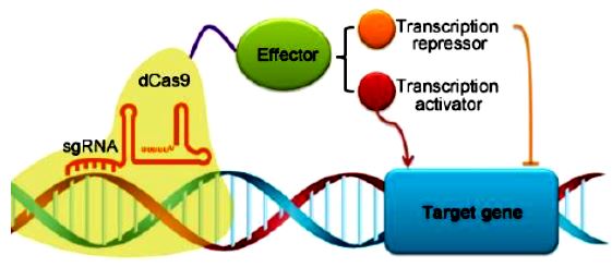 北大生科院劉東等在整體動物基因干擾研究中取得新進(jìn)展