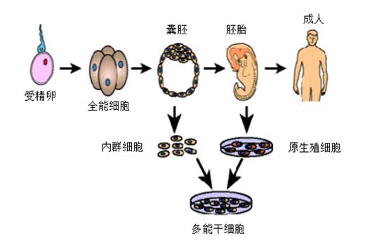 干細(xì)胞技術(shù)
