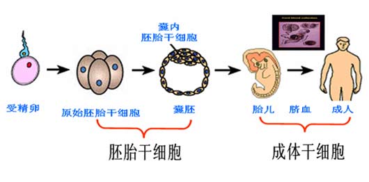 干細(xì)胞技術(shù)